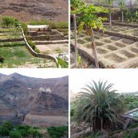 Allotments, tropical scenery